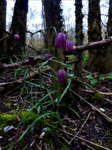 Fritillaria meleagris L., 1753