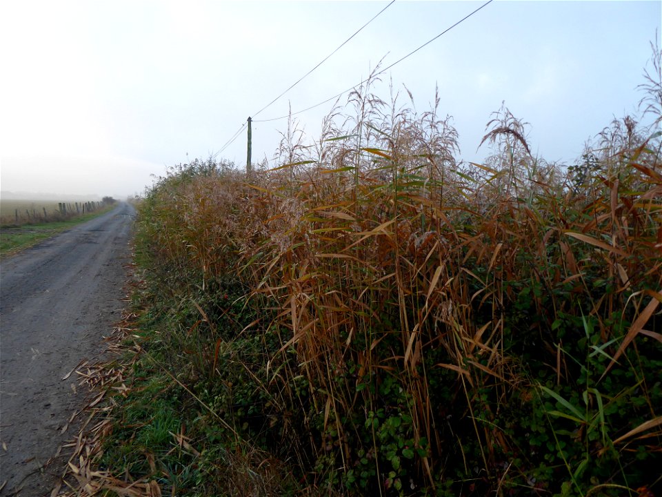 Phragmites australis (Cav.) Trin. ex Steud., 1840