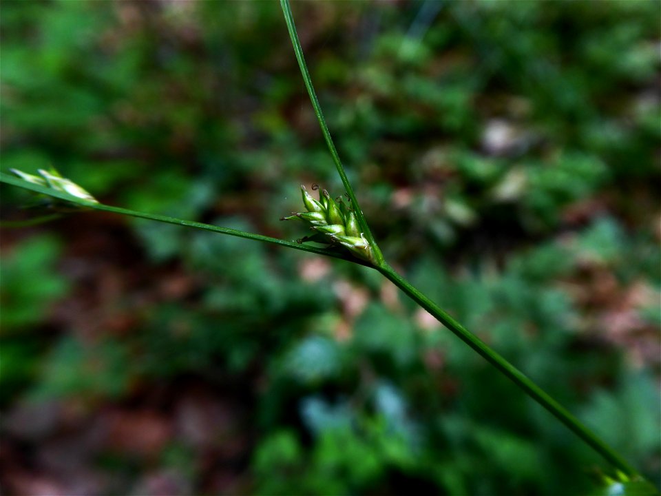 Carex remota L., 1755