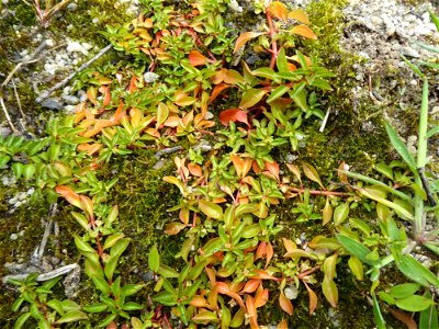 Ludwigia palustris (L.) Elliott, 1817