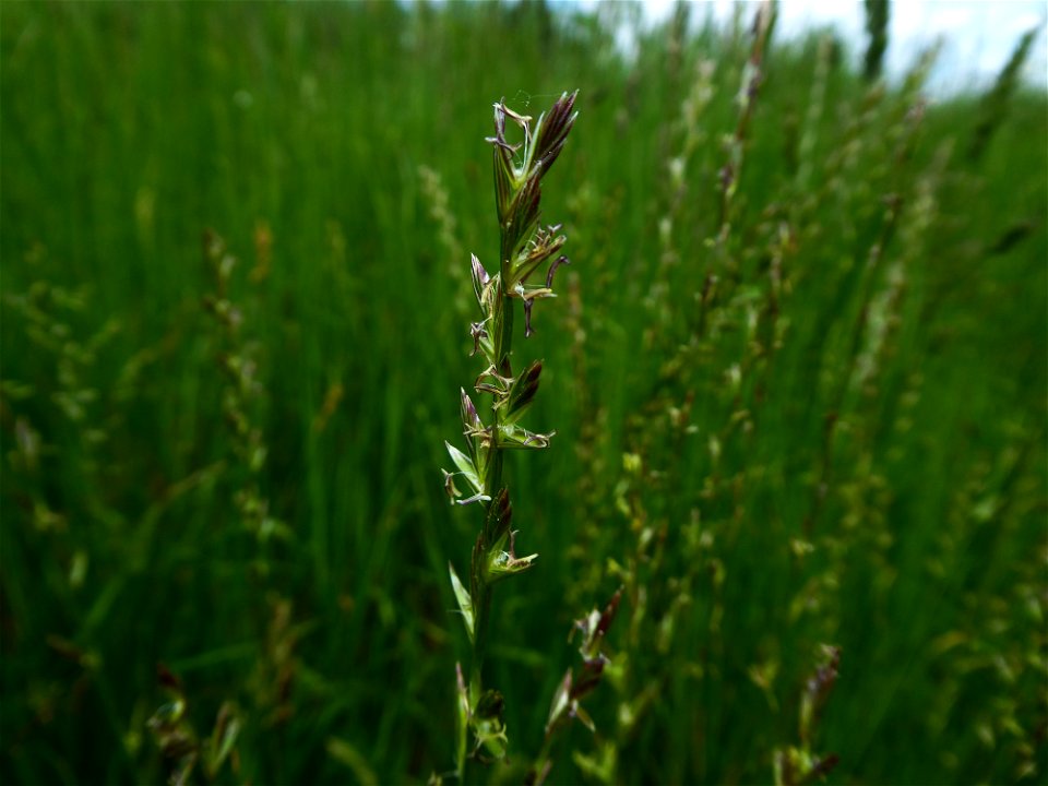 Lolium perenne L., 1753