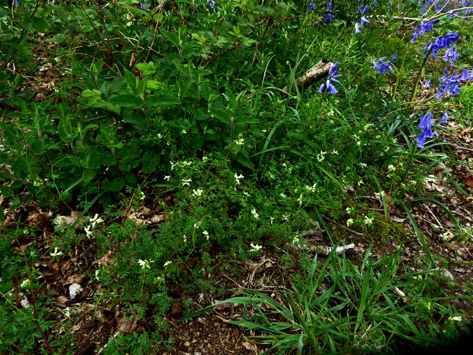 Ceratocapnos claviculata (L.) Lidén, 1984