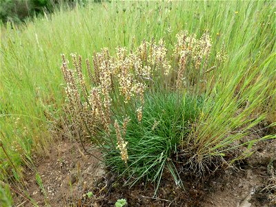 Plantago capitellata Ramond ex DC., 1805