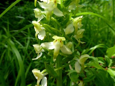 Platanthera chlorantha (Custer) Rchb., 1828
