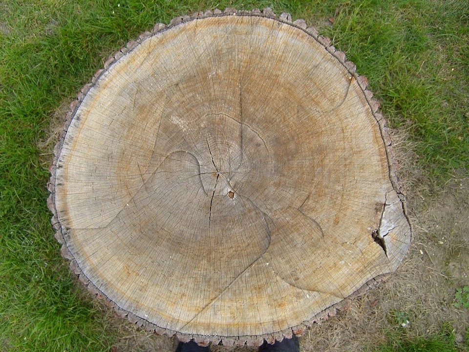 Ancient lumber tree