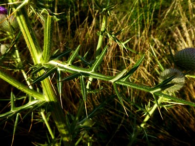 Cirsium eriophorum (L.) Scop., 1772