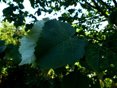 Tilia tomentosa Moench, 1785