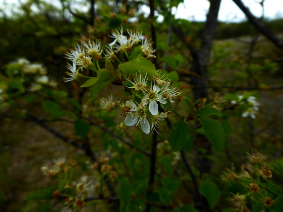 Prunus mahaleb L., 1753