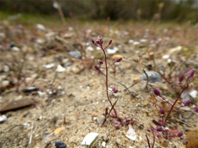 Hornungia procumbens (L.) Hayek, 1925