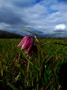 Fritillaria meleagris L., 1753