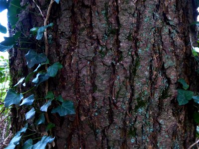 Pseudotsuga menziesii (Mirb.) Franco, 1950