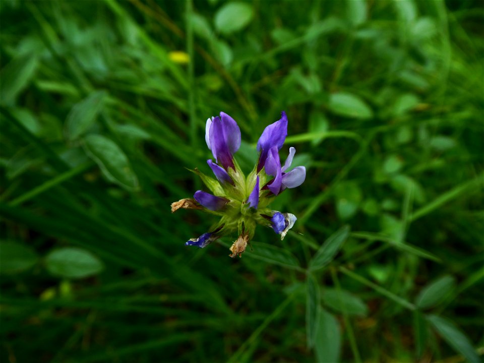 Bituminaria bituminosa (L.) C.H.Stirt., 1981