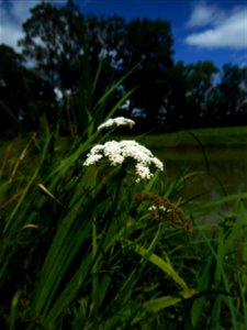 Oenanthe foucaudii Tess., 1884