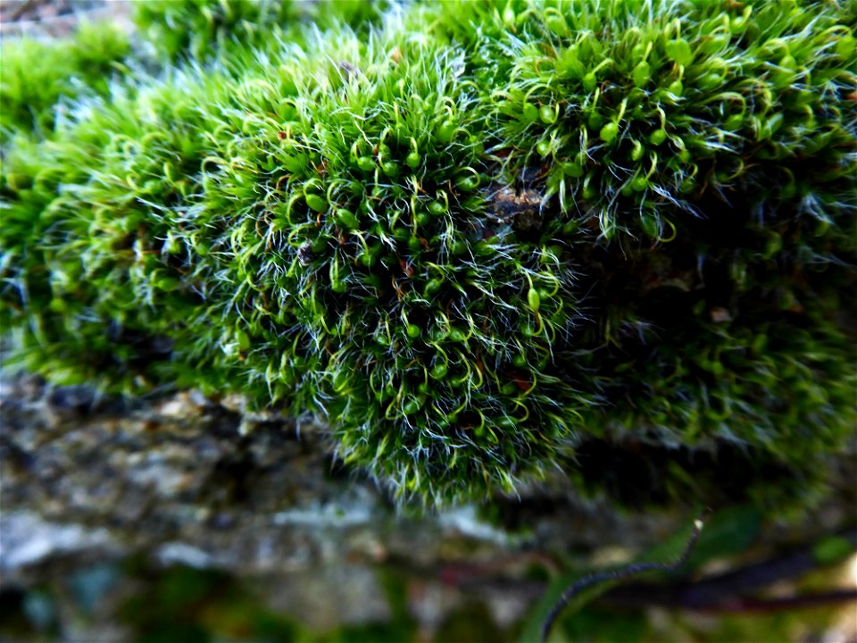 Grimmia pulvinata (Hedw.) Sm., 1807