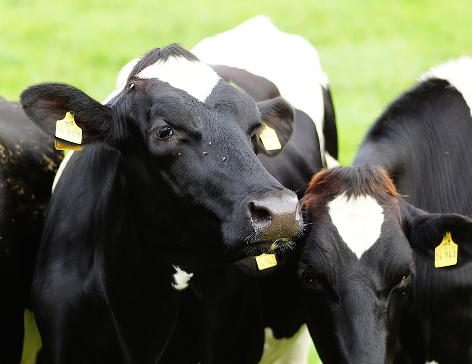 Schwarzbunt pasture livestock