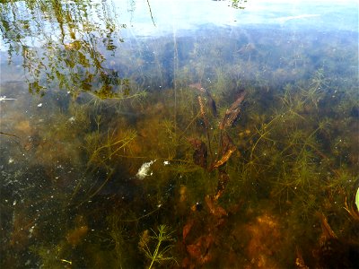 Potamogeton coloratus Hornem., 1813