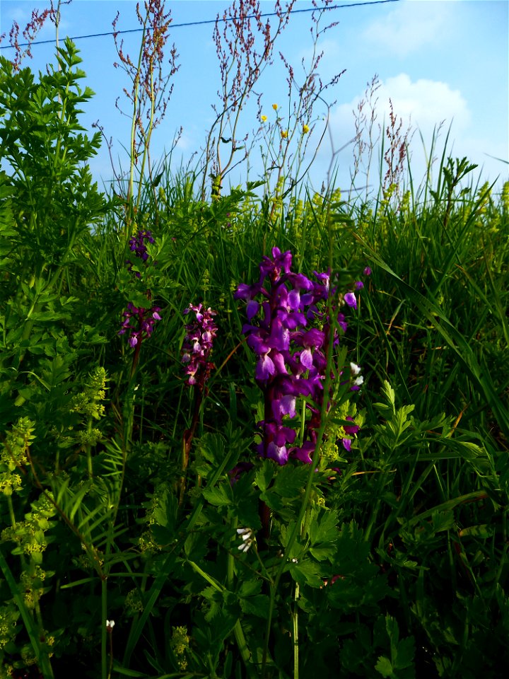 Orchis mascula (L.) L., 1755