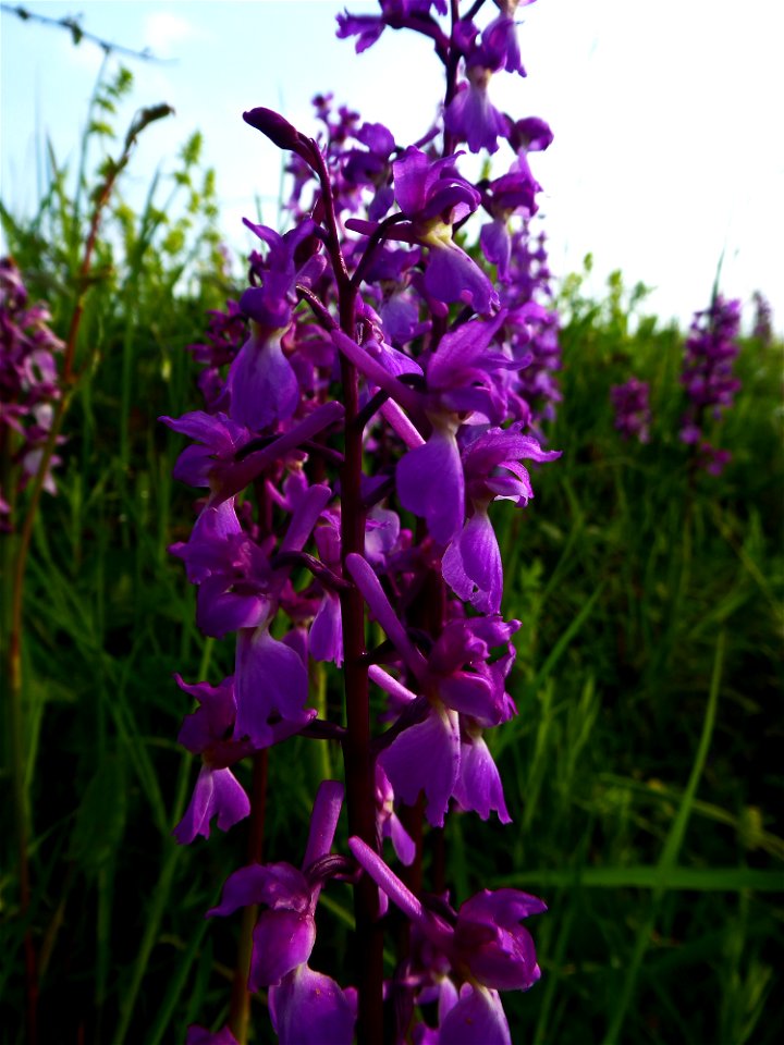 Orchis mascula (L.) L., 1755