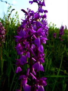 Orchis mascula (L.) L., 1755