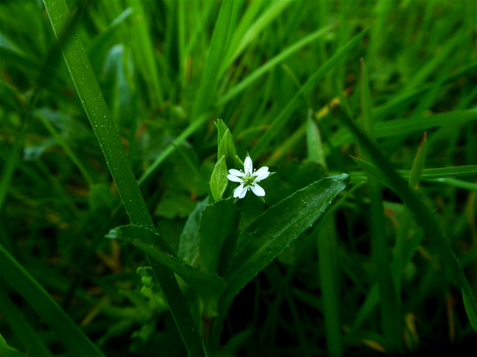 Stellaria alsine Grimm, 1767
