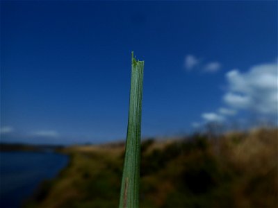 Elytrigia acuta (DC.) Tzvelev, 1973