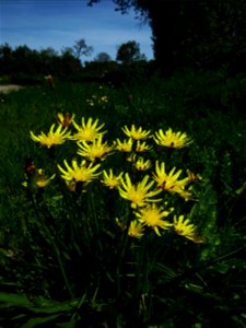 Scorzonera humilis L., 1753