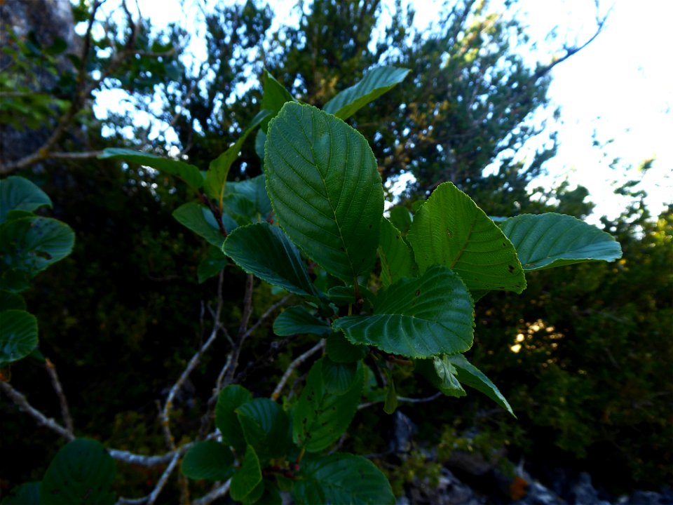 Rhamnus alpina L., 1753