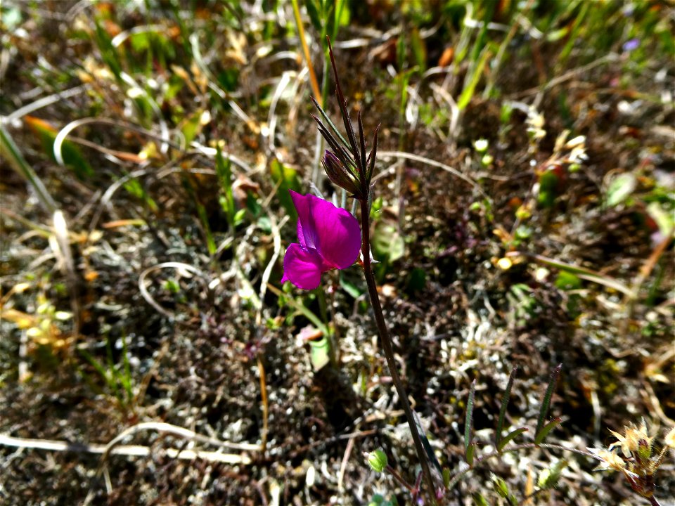 Vicia angustifolia L., 1759