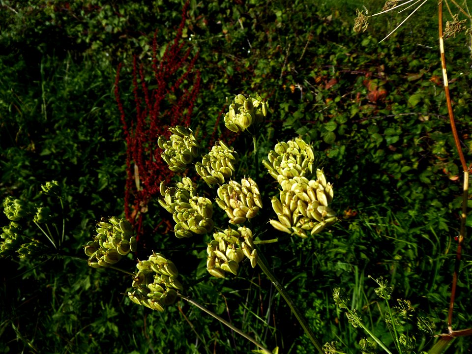 Heracleum sphondylium L., 1753