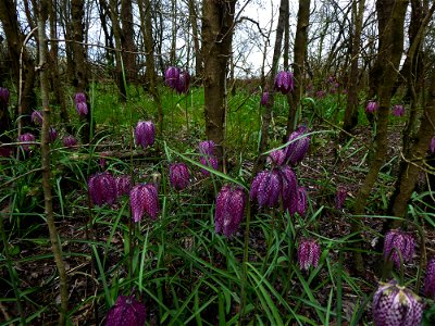 Fritillaria meleagris L., 1753
