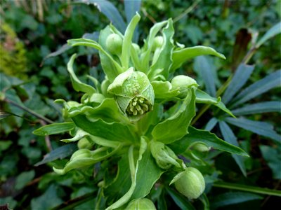 Helleborus foetidus L., 1753