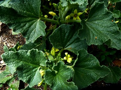 Ecballium elaterium (L.) A.Rich., 1824