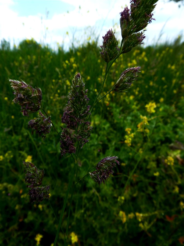 Dactylis glomerata L., 1753