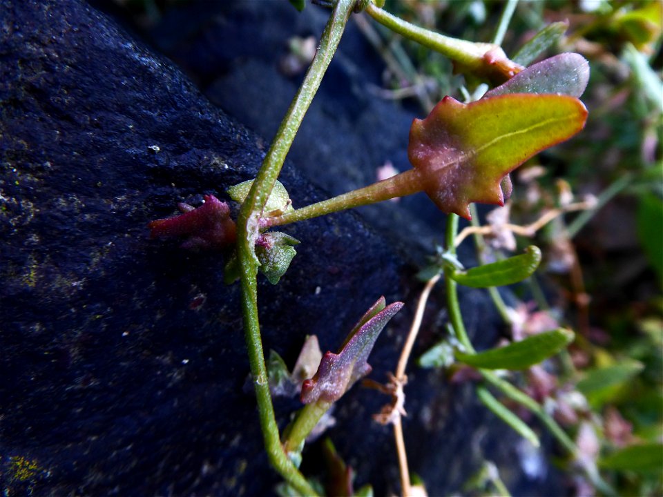 Atriplex longipes Drejer, 1838