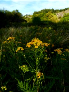 Tanacetum vulgare L., 1753