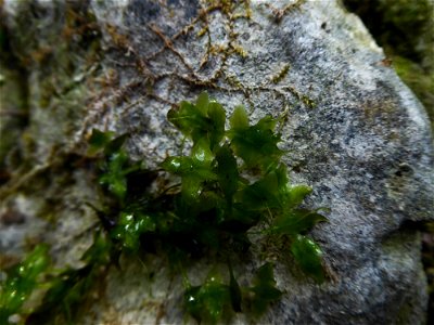 Lemna trisulca L., 1753