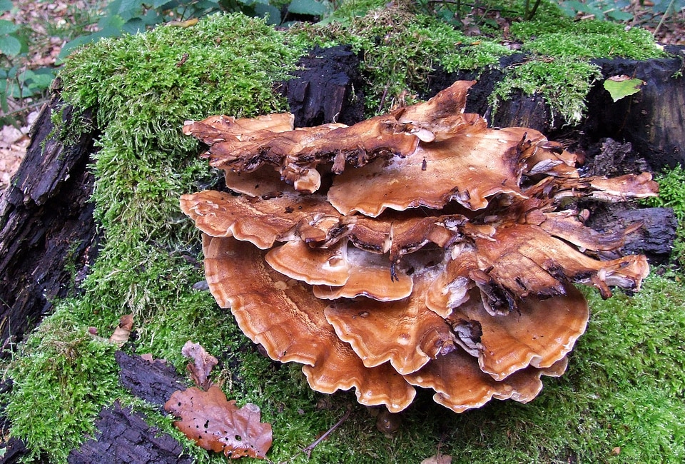Dead wood wood late summer
