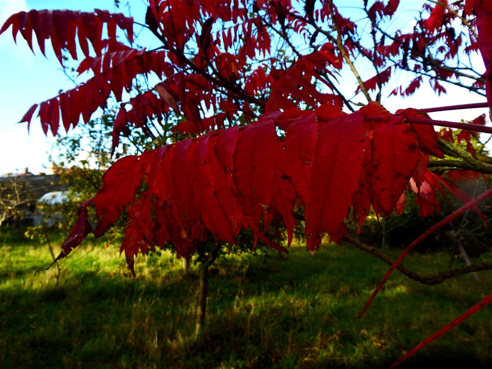Rhus typhina L., 1756