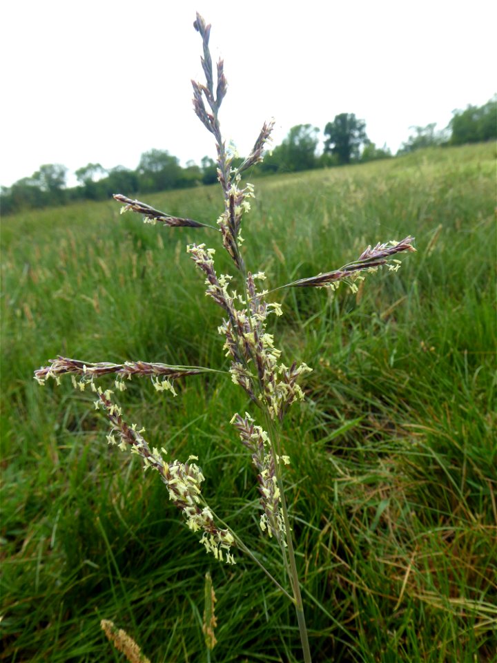 Puccinellia festuciformis subsp. festuciformis (Host) Parl., 1850