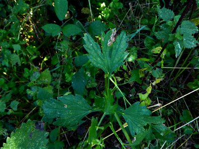 Pimpinella major (L.) Huds., 1762