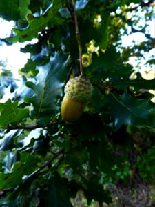Quercus robur L., 1753