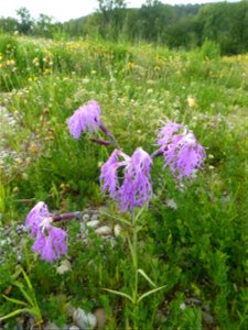 Dianthus superbus L., 1755