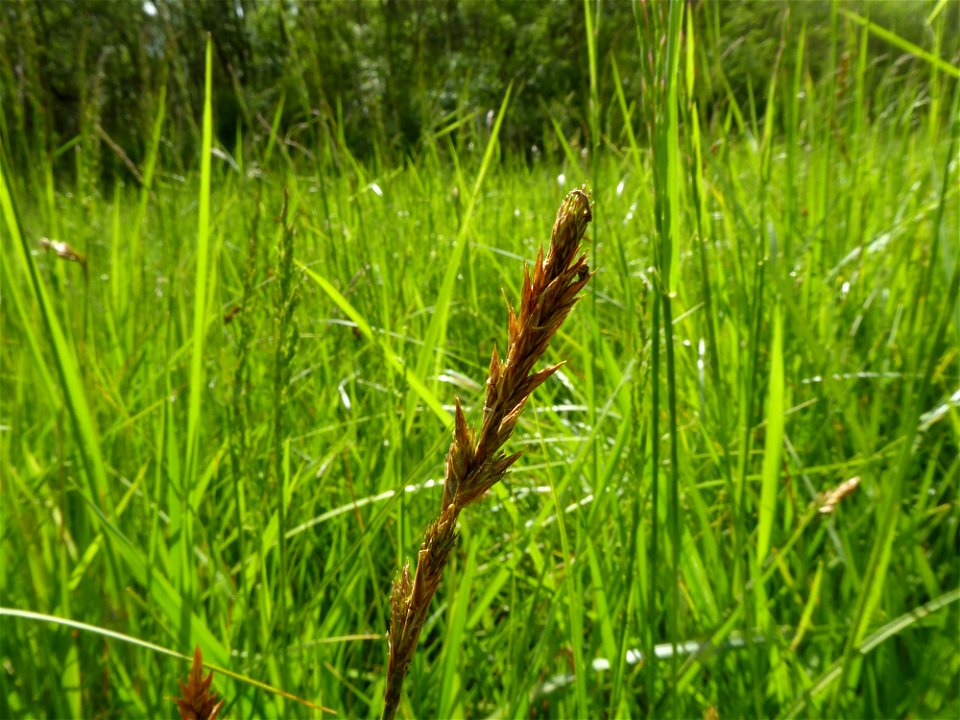 Carex disticha Huds., 1762
