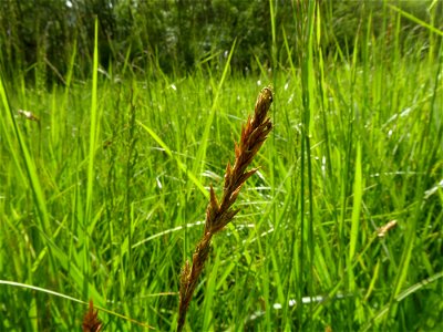 Carex disticha Huds., 1762