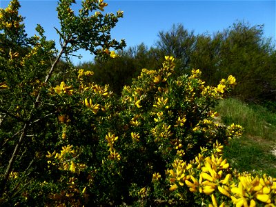 Cytisus sp.
