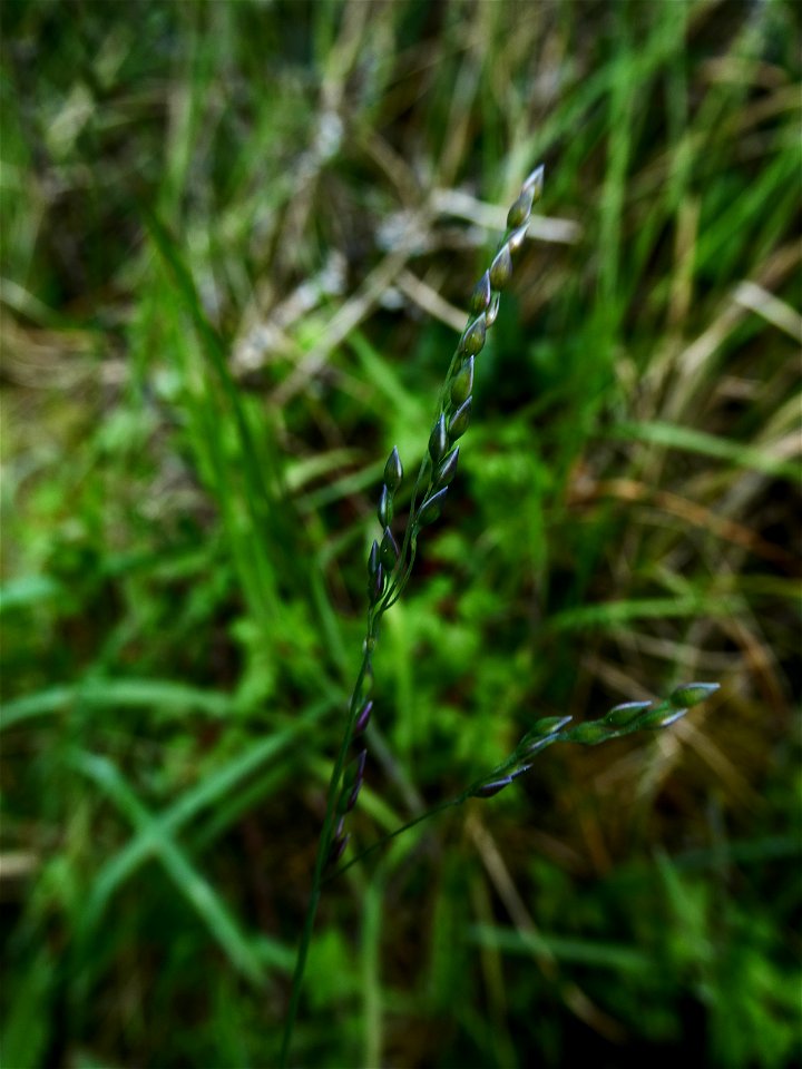 Milium vernale M.Bieb., 1808