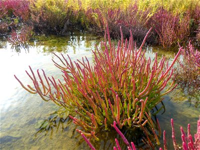 Salicornia emericii Duval-Jouve, 1868