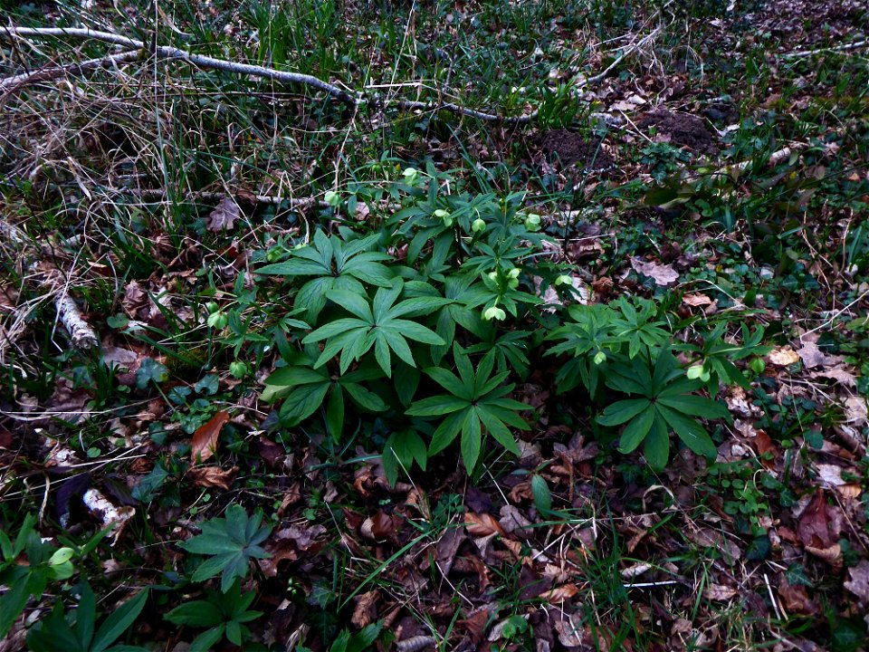 Helleborus viridis L., 1753