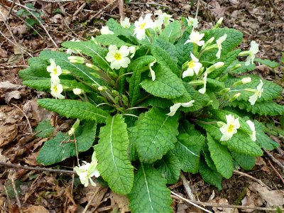 Primula vulgaris Huds., 1762
