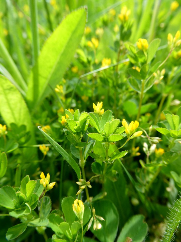 Trifolium micranthum Viv., 1824